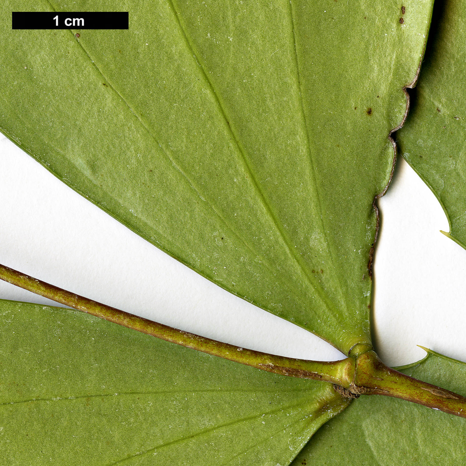 High resolution image: Family: Berberidaceae - Genus: Mahonia - Taxon: cfr. nitens